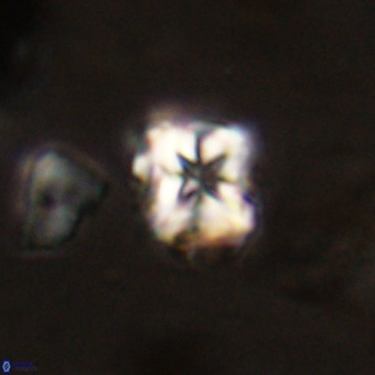 Micula vekshinae VR 22288