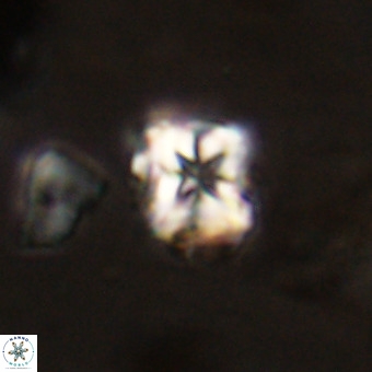 Micula vekshinae VR 22288
