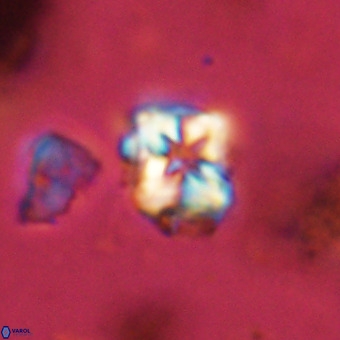 Micula vekshinae VR 22289