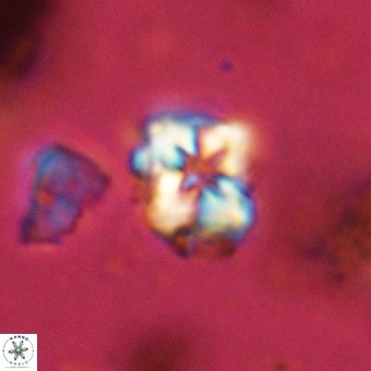 Micula vekshinae VR 22289