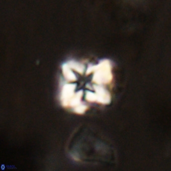 Micula vekshinae VR 22294