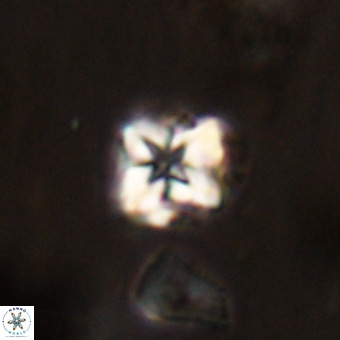 Micula vekshinae VR 22294