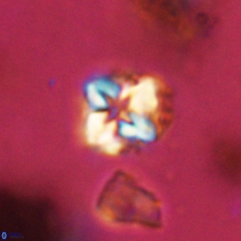 Micula vekshinae VR 22295