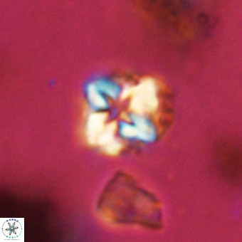 Micula vekshinae VR 22295