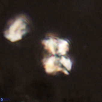Micula vekshinae VR 22296
