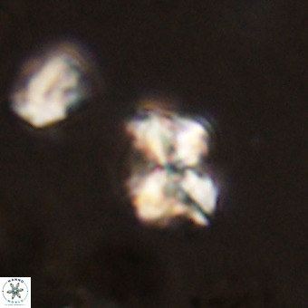 Micula vekshinae VR 22296