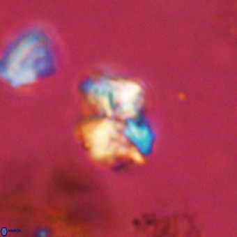 Micula vekshinae VR 22297