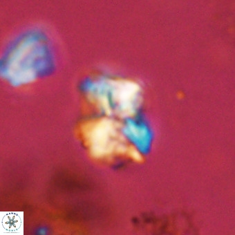 Micula vekshinae VR 22297