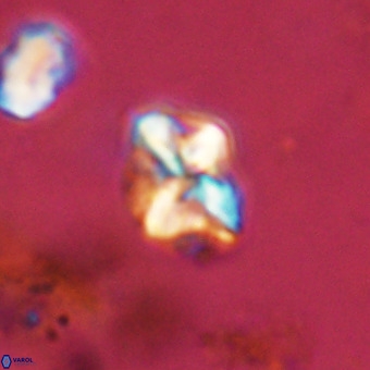 Micula vekshinae VR 22298