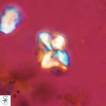 Micula vekshinae VR 22298