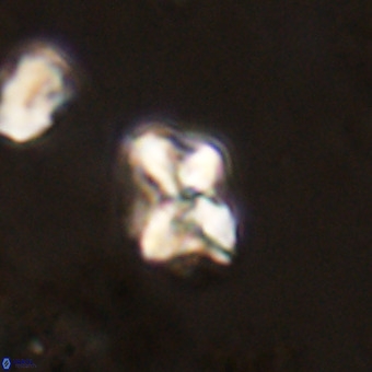 Micula vekshinae VR 22299