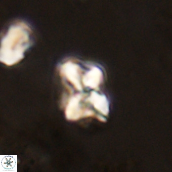 Micula vekshinae VR 22299