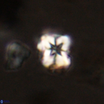 Micula vekshinae VR 22290