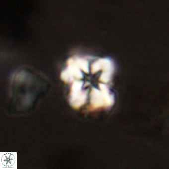 Micula vekshinae VR 22290