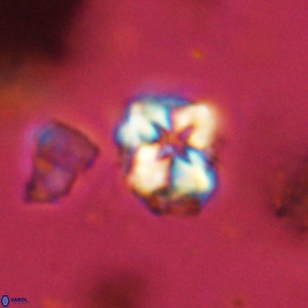 Micula vekshinae VR 22291