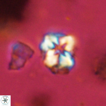 Micula vekshinae VR 22291