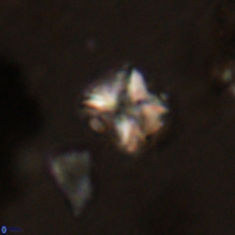 Micula vekshinae VR 22292
