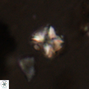 Micula vekshinae VR 22292