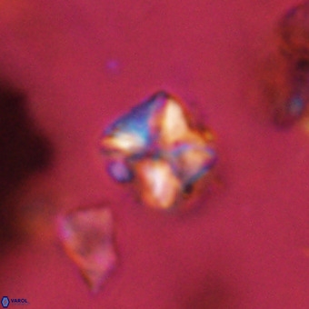 Micula vekshinae VR 22293