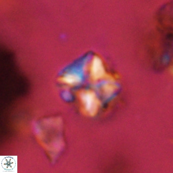 Micula vekshinae VR 22293