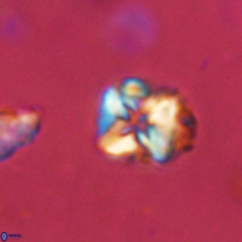 Micula vekshinae VR 22304