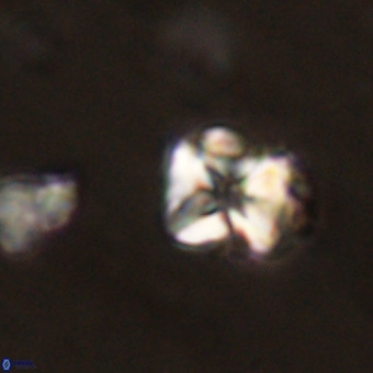 Micula vekshinae VR 22305