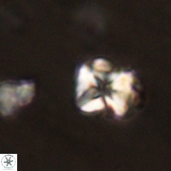 Micula vekshinae VR 22305