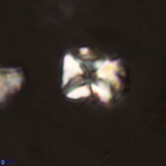 Micula vekshinae VR 22306