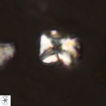 Micula vekshinae VR 22306