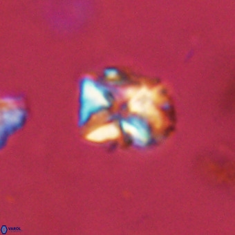 Micula vekshinae VR 22307