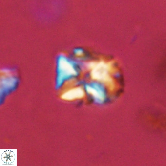 Micula vekshinae VR 22307
