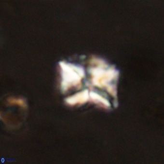 Micula vekshinae VR 22300