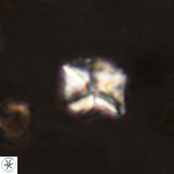 Micula vekshinae VR 22300