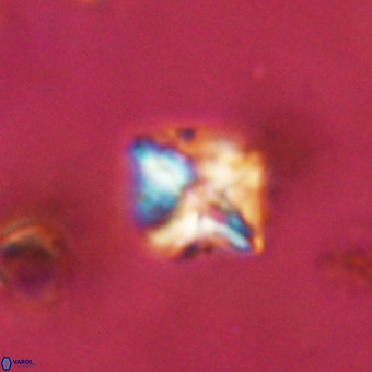 Micula vekshinae VR 22303