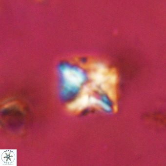 Micula vekshinae VR 22303