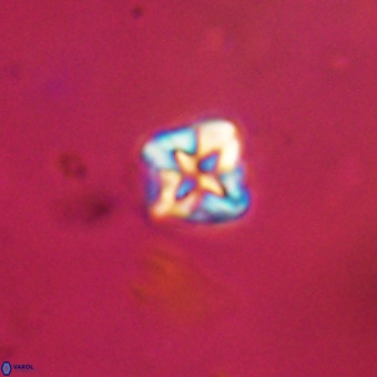 Micula vekshinae VR 22314