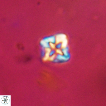 Micula vekshinae VR 22314