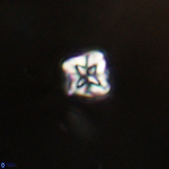 Micula vekshinae VR 22315