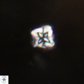 Micula vekshinae VR 22315