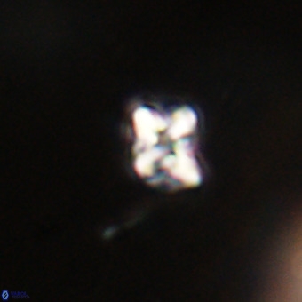 Micula vekshinae VR 22316