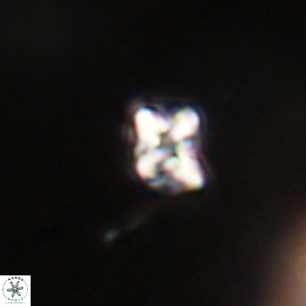 Micula vekshinae VR 22316