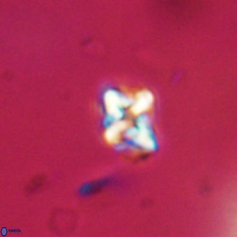 Micula vekshinae VR 22317