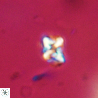 Micula vekshinae VR 22317