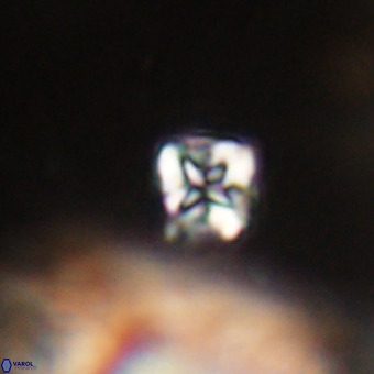 Micula vekshinae VR 22318