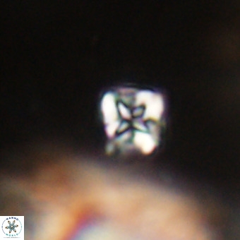 Micula vekshinae VR 22318