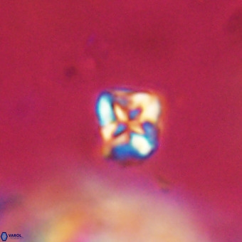 Micula vekshinae VR 22319