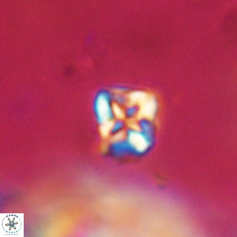 Micula vekshinae VR 22319