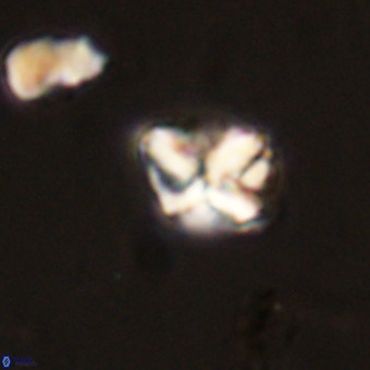 Micula vekshinae VR 22310