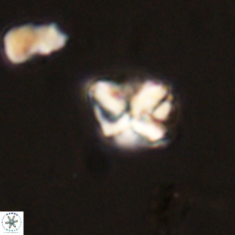 Micula vekshinae VR 22310