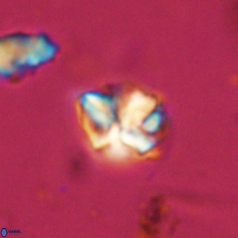 Micula vekshinae VR 22311